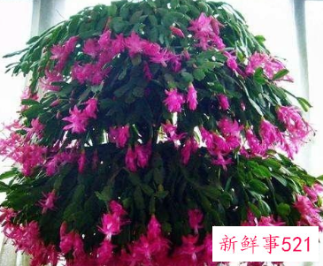 蟹爪兰冬天开花怎么养