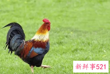 属鸡女的撩汉秘笈