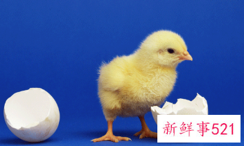 属鸡女的撩汉秘笈