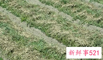 梦见花生秧是什么征兆