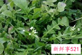 怎么区分荠菜和假荠菜