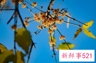 国家植物园为何选香山