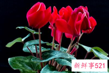 阳台上种什么花风水好