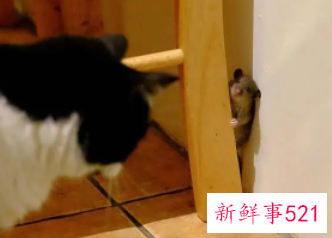 梦到一窝老鼠和猫