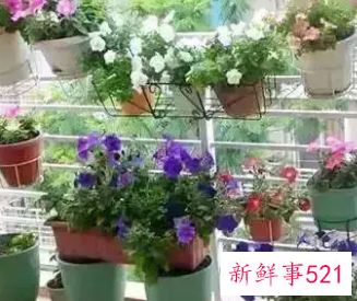 阳台上种什么花风水好