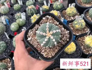 星兜的养殖方法