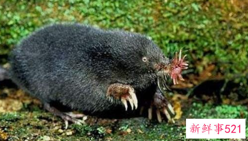 世界上进食最快的动物