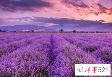 薰衣草的功效和作用