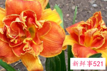 自己过生日送母亲什么花