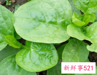 蔬菜名字名称图样