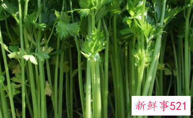 常见蔬菜有多少种