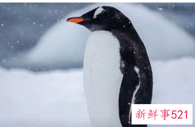 梦见企鹅是胎梦吗