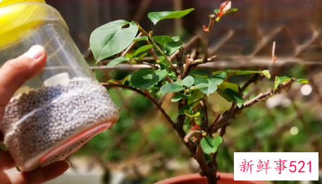 三角梅怎么摘心