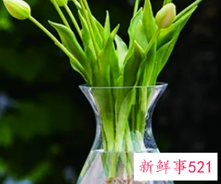 水插鲜花几天换一次水