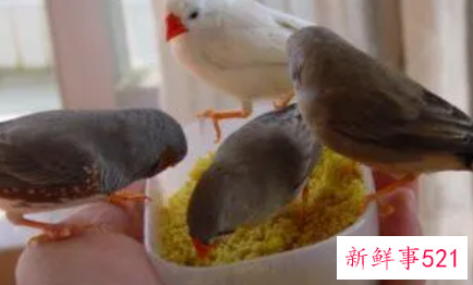 女人为什么不能养鸟