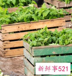 楼顶种菜用什么土又轻又肥