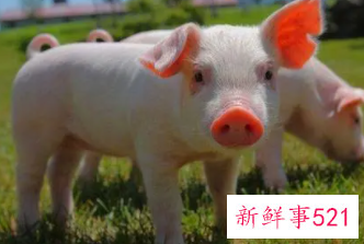 梦见母猪挤奶水