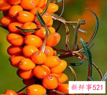 小春沙棘的功效与作用有哪些