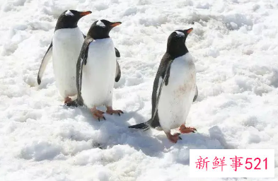 梦见企鹅是胎梦吗