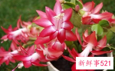 蟹爪兰冬天开花怎么养