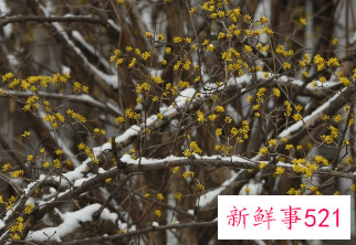 国家植物园为何选香山