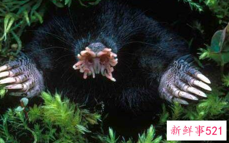 世界上进食最快的动物