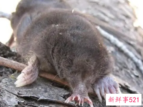 世界上进食最快的动物