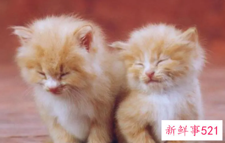 梦见一只怀孕的猫寓意