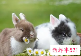 属兔忌讳几月出生农历