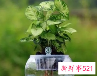 水插鲜花几天换一次水