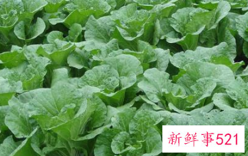 常见蔬菜有多少种