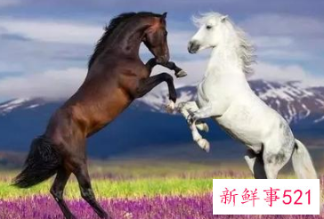 属马的床头朝西好不好