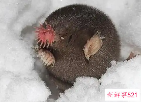 世界上进食最快的动物