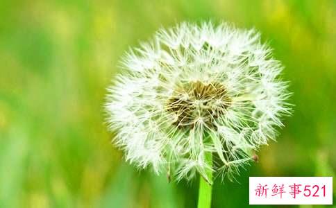 蒲公英茶的功效与作用是什么