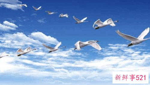 什么是团队精神呢