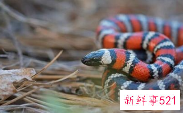 梦见好多蛇是怎么回事