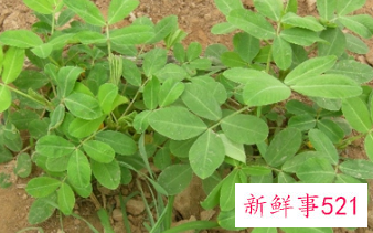 梦见花生秧是什么征兆