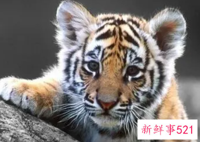 梦见老虎入宅不咬人