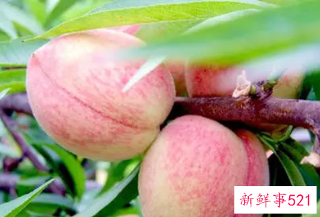 梦见从树上摘桃吃是什么意思