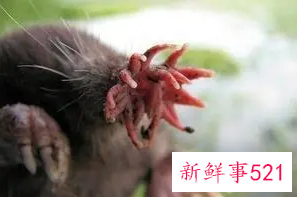 世界上进食最快的动物