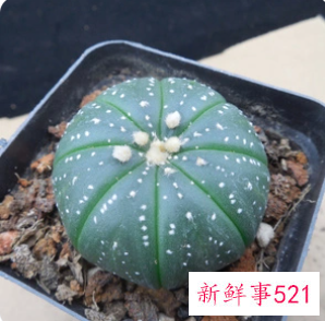 星兜的养殖方法