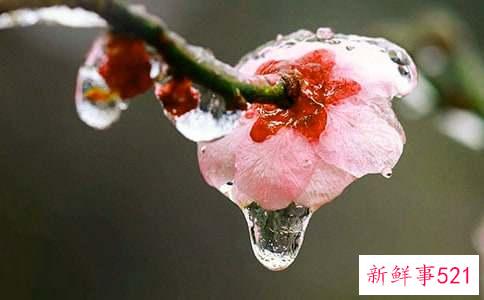 中种蜜豆双色梅花吐司怎么做