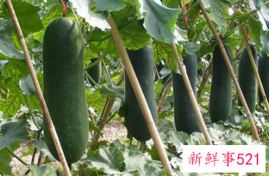 常见蔬菜有多少种