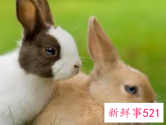 属兔忌讳几月出生农历