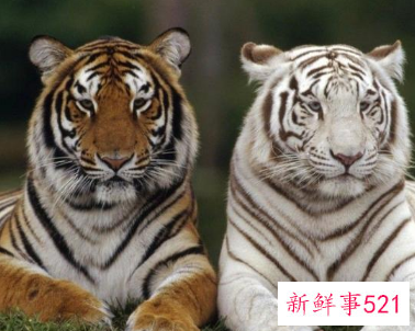 梦见老虎入宅不咬人