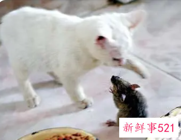 梦到一窝老鼠和猫