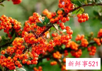 小春沙棘的功效与作用有哪些