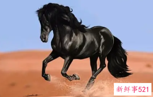 属马的办公室风水布局