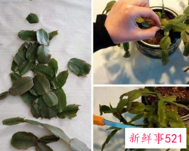 蟹爪兰冬天开花怎么养