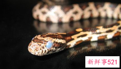 梦见好多蛇是怎么回事